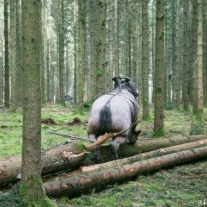 L expo qui murmurait a l oreille des chevaux L expo qui murmurait a l oreille des chevaux