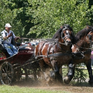 Fete du cheval de trait, Hargnies Fete du cheval de trait, Hargnies