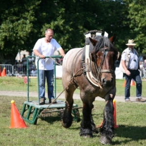 Fete du cheval de trait, Hargnies Fete du cheval de trait, Hargnies