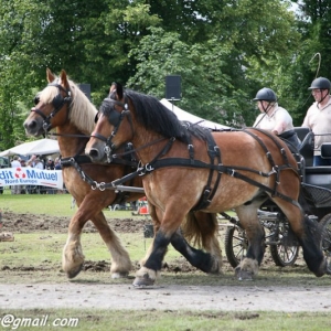 Fete du cheval, Hargnies