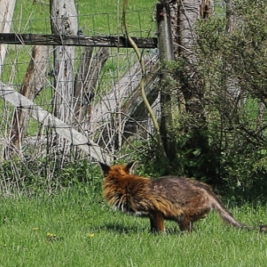 Renards atteints de gale sarcoptique