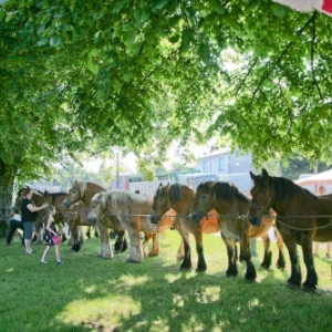 Fete du cheval de trait, Hargnies Fete du cheval de trait, Hargnies