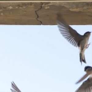 Hirondelles et nichoirs