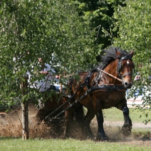 Fete du cheval de trait, Hargnies Fete du cheval de trait, Hargnies