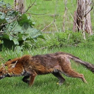 Renards atteints de gale sarcoptique