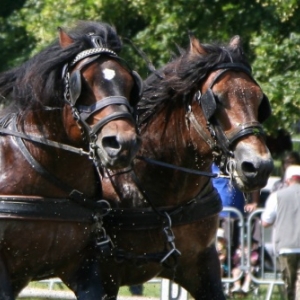 Fete du cheval de trait, Hargnies Fete du cheval de trait, Hargnies