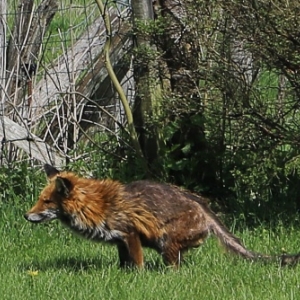 Renards atteints de gale sarcoptique