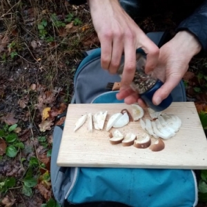 Champignon comestible ou veneneux?