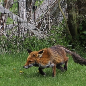 Renards atteints de gale sarcoptique