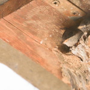 Hirondelles et nichoirs