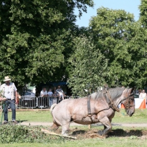 Fete du cheval de trait, Hargnies Fete du cheval de trait, Hargnies
