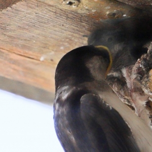 Hirondelles et nichoirs