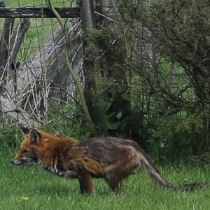 Renards atteints de gale sarcoptique