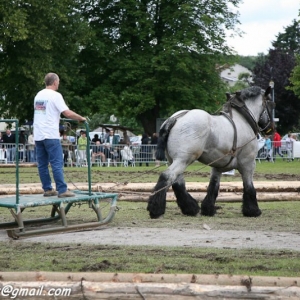 Fete du cheval, Hargnies