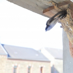 Hirondelles et nichoirs