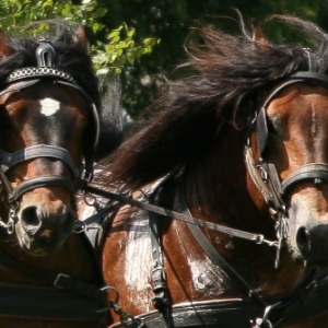 Fete du cheval de trait, Hargnies Fete du cheval de trait, Hargnies