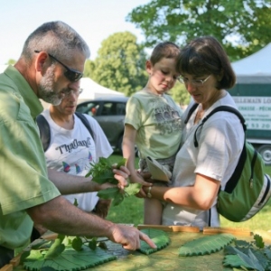 Fete du cheval de trait, Hargnies Fete du cheval de trait, Hargnies