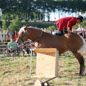 Ecuries Amourie : cheval comtois