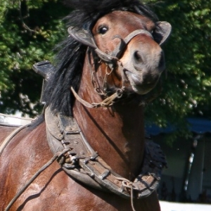 Fete du cheval de trait, Hargnies Fete du cheval de trait, Hargnies
