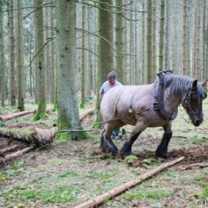 L expo qui murmurait a l oreille des chevaux L expo qui murmurait a l oreille des chevaux