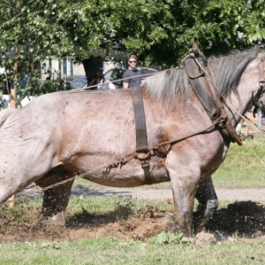 Fete du cheval de trait, Hargnies Fete du cheval de trait, Hargnies