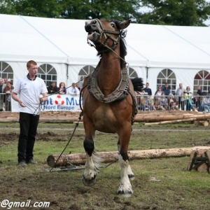 Fete du cheval, Hargnies