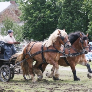L expo qui murmurait a l oreille des chevaux L expo qui murmurait a l oreille des chevaux