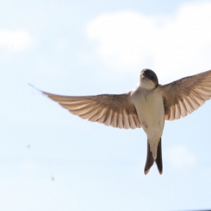 Hirondelles et nichoirs