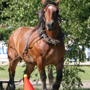 Fete du cheval de trait, Hargnies Fete du cheval de trait, Hargnies