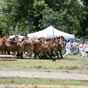 Fete du cheval, Hargnies