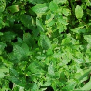 Plant de menthe Plant de menthe