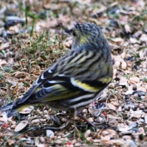 Le Serin, photo  62