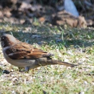 moineau 19