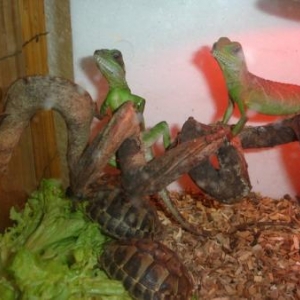 quelques reptiles...