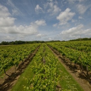 Biddenden vineyards