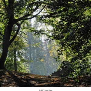 Bois de la Cambre de Bruxelles Bois de la Cambre de Bruxelles