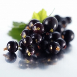 Cassis de Vedrenne Cassis de Vedrenne