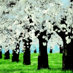 Ecomusee de la cerise Ecomusee de la cerise