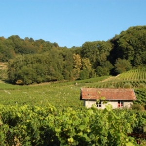 Vignoble