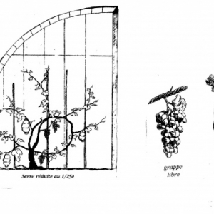 Maison de Pasteur, Arbois