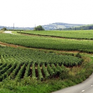 Le vin en Bourgogne: un patrimoine.