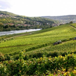 Vignobles Contz les Bains