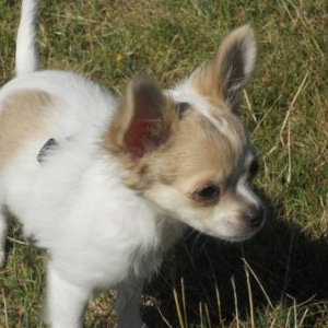 CHICA, la petite chihuahua de Nicole Gresse de Saint Paul en Foret