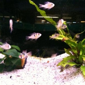 Poissons Exotiques d'eau douce