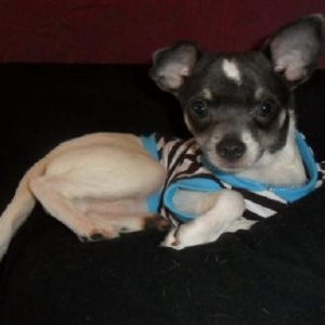 les chichis de nathalie de Ougree