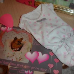 La Saint Valentin du chien gâté !