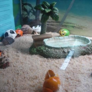 vue d'ensemble de nos bernard l'hermite vue d'ensemble de nos bernard l'hermite