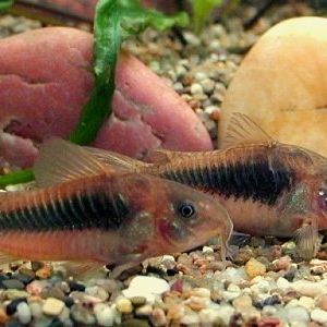 Nettoyeur de fond - Corydoras Aeneus  6 euros