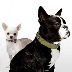 Collection speciale bouledogue francais Collection speciale bouledogue francais