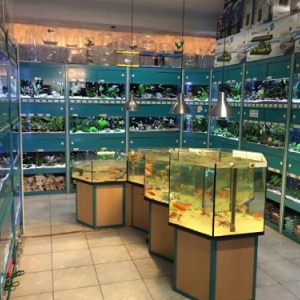 Poissons Exotiques d'eau douce